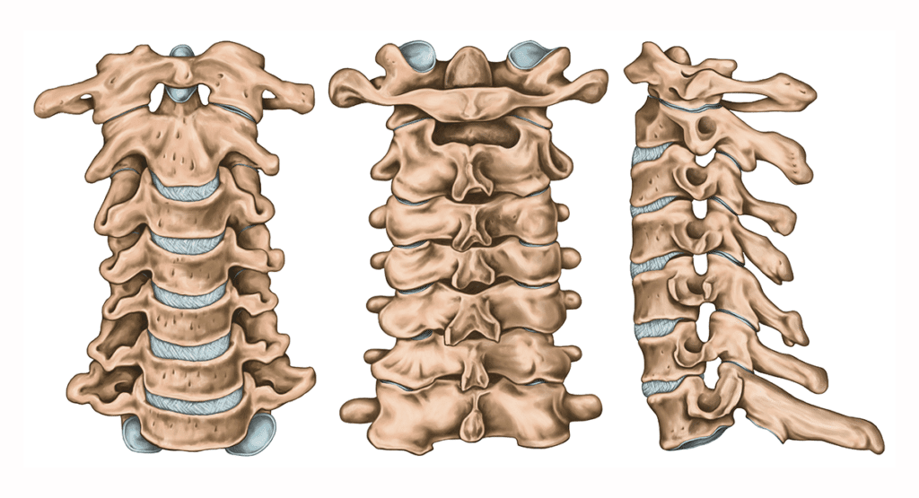 cervical-structure | Joseph Spine Institute